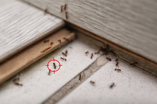 Best Best Pest Control Companies  in Agency Village, SD