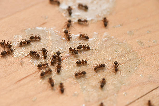 Professional Pest Control in Agency Village, SD